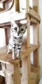 ベンガル【千葉県・女の子・2025年2月6日・ブラウンスポテッドタビー】の写真3「お気に入りのキャットタワー！」
