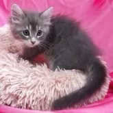 サイベリアン【千葉県・女の子・2025年3月17日・ブルータビ―アンドホワイト】の写真10