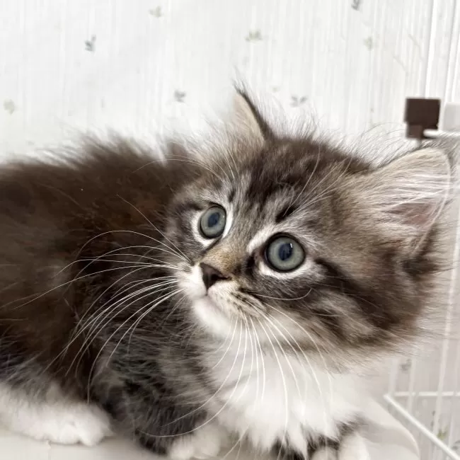 サイベリアン【千葉県・女の子・2025年3月7日・ブラウンタビー