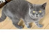 ブリティッシュショートヘア【千葉県・男の子・2024年7月19日・ブルー】の写真7「最近のお写真です〜！」