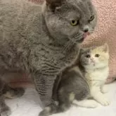 ブリティッシュショートヘア【千葉県・女の子・2025年3月21日・ブルートーティ】の写真7「お母さんと！」