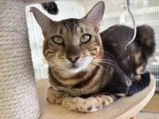 ベンガル【千葉県・男の子・2024年5月4日・マーブル】の写真9