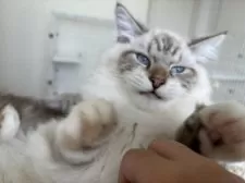 サイベリアン【千葉県・男の子・2025年3月14日・ポイントアンドホワイト】の写真8「人懐こいです︎💕︎︎」