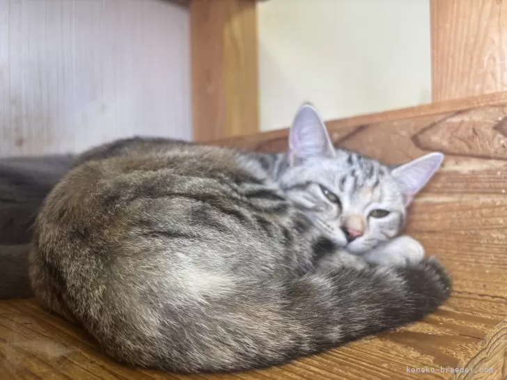 アメリカ80年代ビンテージ　手描きの瞳やまつ毛が美しい上品なペア猫ちゃん特大陶器 なでなでねこちゃんDX2 | TRENDMASTER