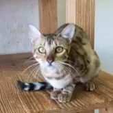 ベンガル【千葉県・女の子・2024年12月27日・ブラウンスポテッドタビー】の写真2