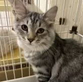 サイベリアン【千葉県・男の子・2025年3月18日・ブルーシルバータビー】の写真6