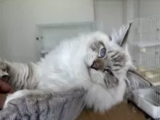 サイベリアン【千葉県・男の子・2025年3月14日・ポイントアンドホワイト】の写真9「ごろーんと。」