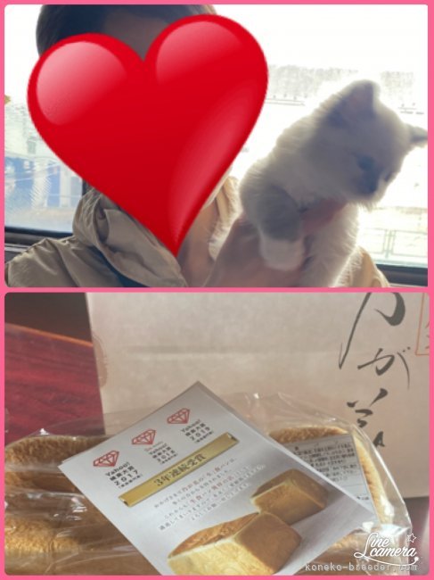 小嶋祐子ブリーダーのブログ：💗旅立ちの日💗