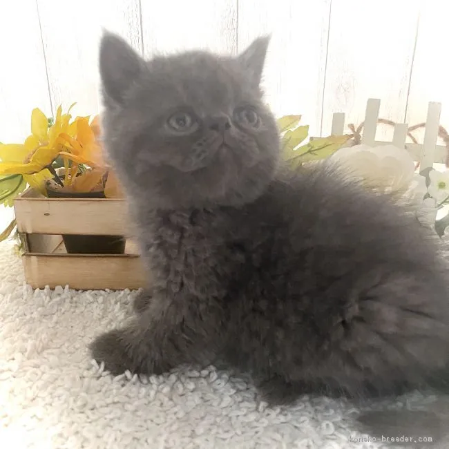 ID:2005-01796の子猫