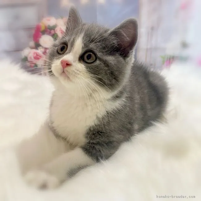 ID:2111-00371の子猫