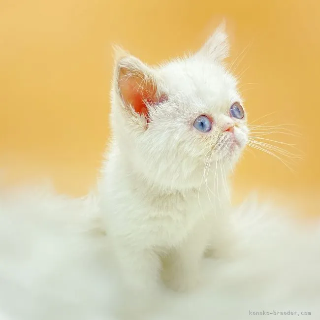 エキゾチックショートヘア【埼玉県・女の子・2021年5月3日・クリームポイント】の写真1