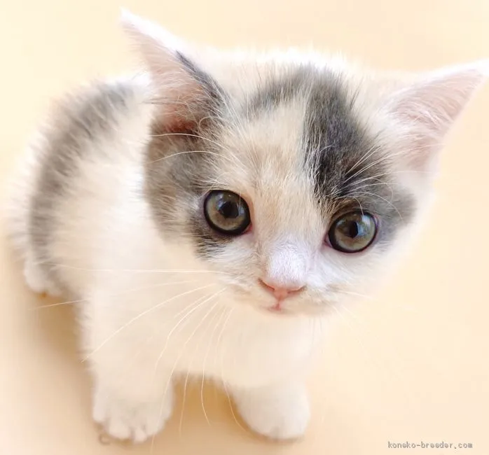 ID：2009-00735の子猫