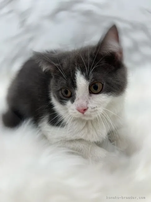 ID:2203-00239の子猫