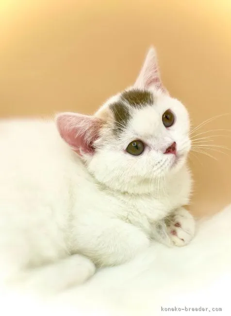 ちか 様のお迎えした子猫