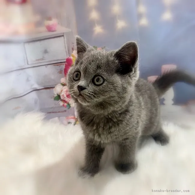 ID:2111-00383の子猫