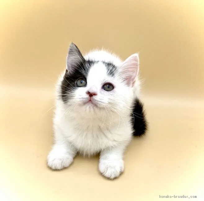 ID:2010-02067の子猫
