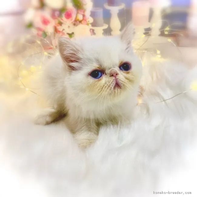 ID:2110-01051の子猫