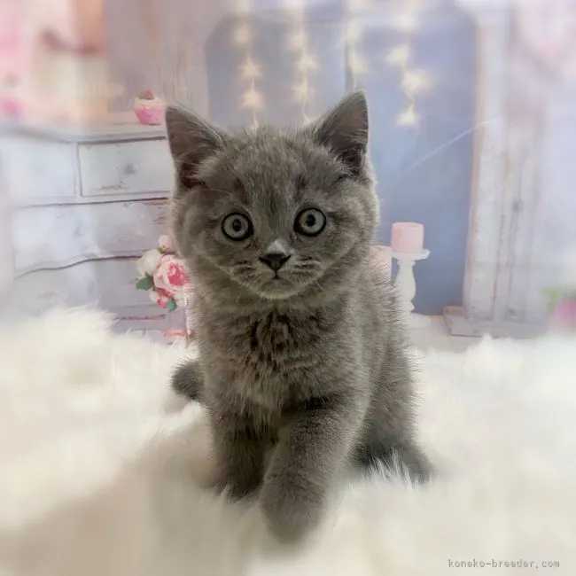 ID:2111-00382の子猫