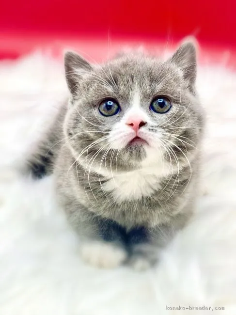 ニック 様のお迎えした子猫
