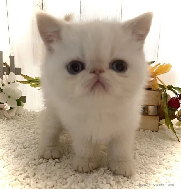 ID：2004-00305の子猫