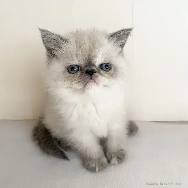 ID：2002-00194の子猫