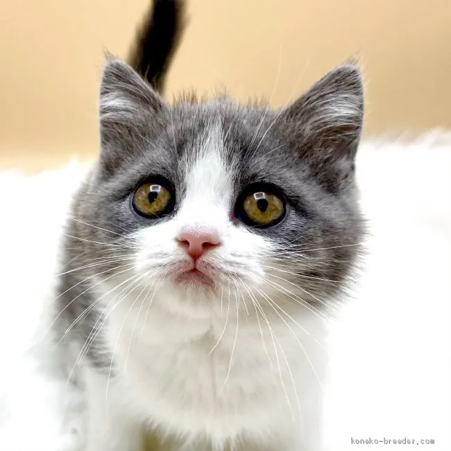 ID:2011-00282の子猫