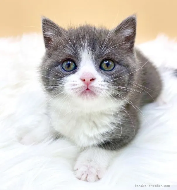 ID：2102-00891の子猫