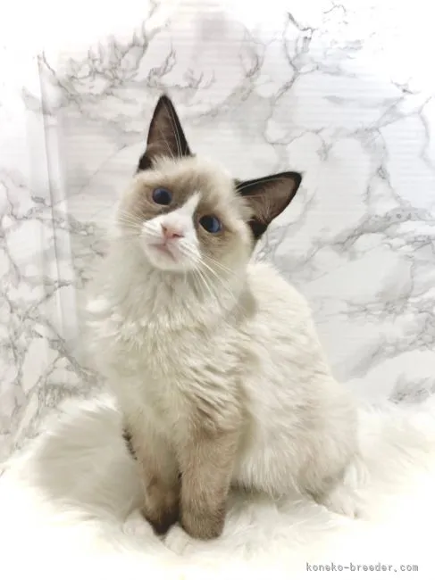 ID:2202-01197の子猫