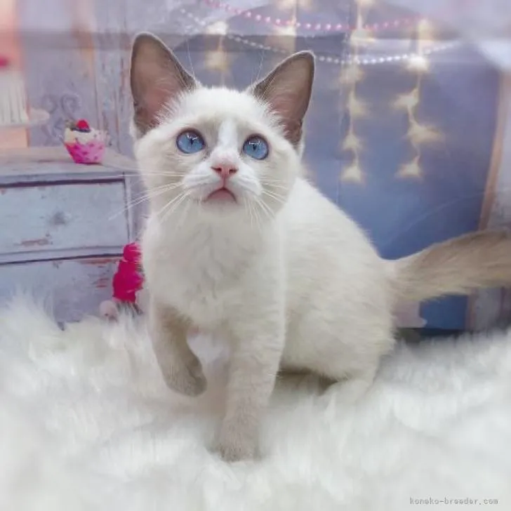 ラグドール【埼玉県・女の子・2022年3月22日・ブルーポイント】の写真1