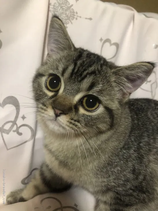 ID：1909-01189の子猫