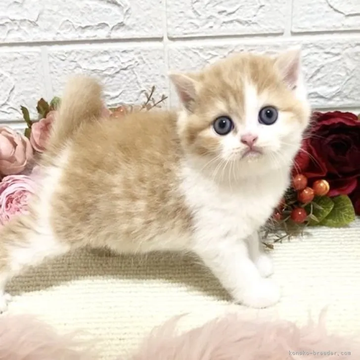 ID：2306-01047の子猫