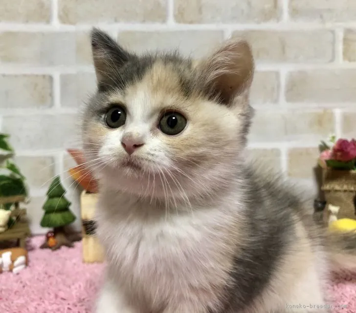 ID:1810-00110の子猫