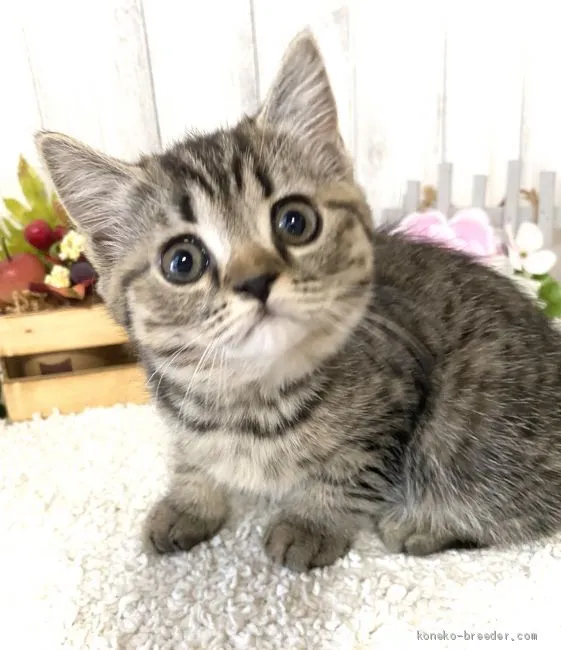 ID:2008-01833の子猫