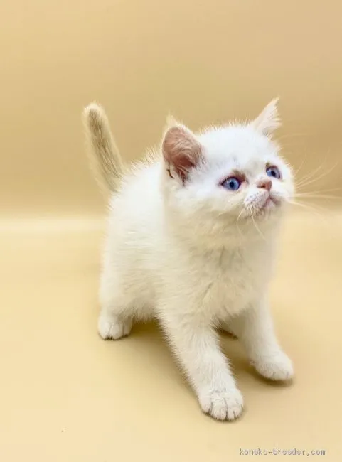 ID：2010-00013の子猫