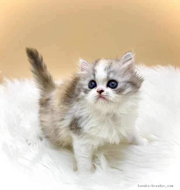 ID:2009-01268の子猫