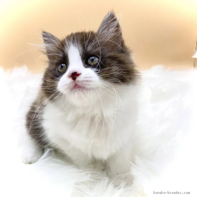 ID:2010-02069の子猫