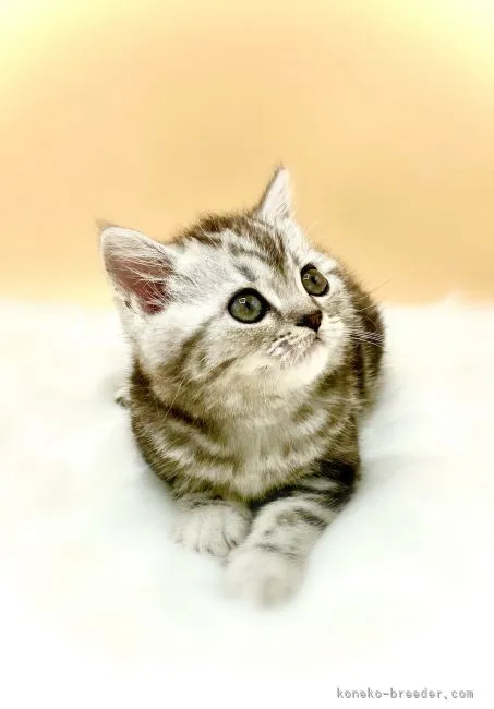 ID：2106-01548の子猫