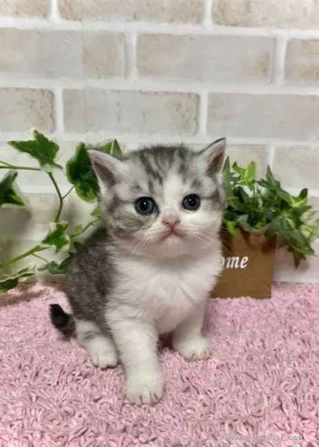 ID:1910-00730の子猫