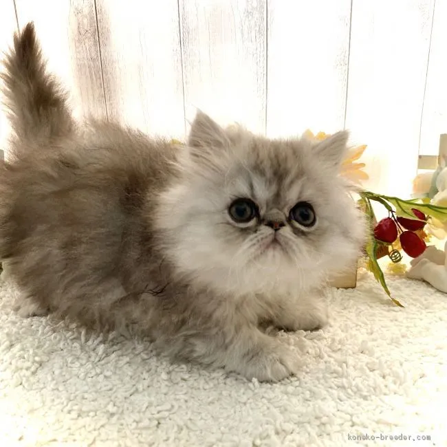 ねこおじ 様のお迎えした子猫