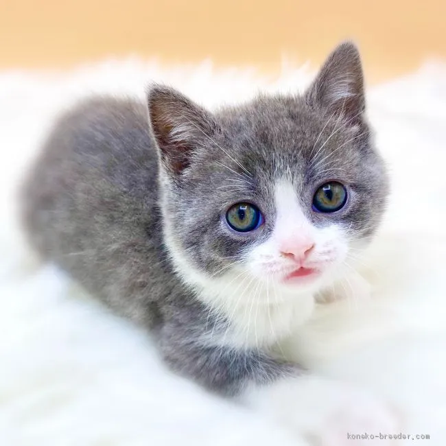 ID:2102-00888の子猫