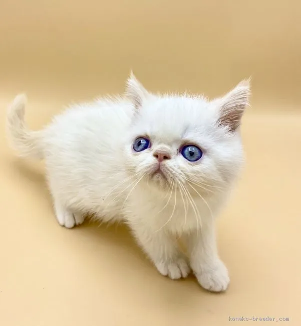 ID：2010-00009の子猫