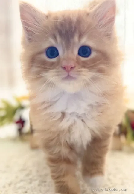ID:2005-00995の子猫