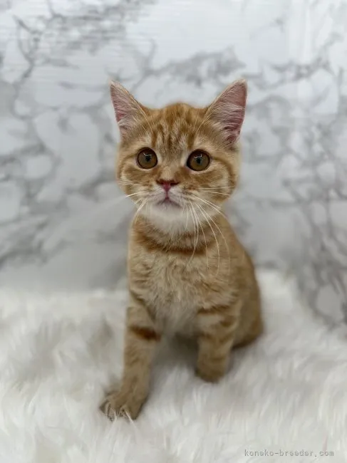 ID：2203-00528の子猫