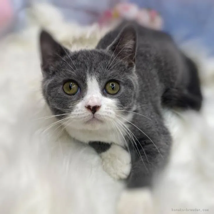 みくまつ 様のお迎えした子猫
