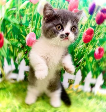 マンチカン(短足)【埼玉県・男の子・2021年8月28日・ブルー&ホワイト】の写真「🌻まん丸コロコロな男の子🌻」
