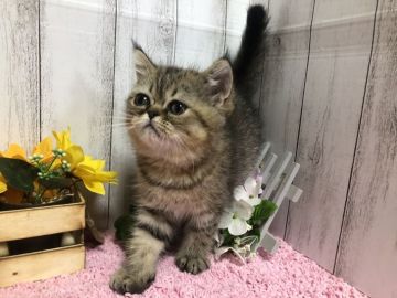 エキゾチックショートヘア【埼玉県・男の子・2018年7月1日・ブラウンタビー】の写真「ちょっとお鼻が長めのエキゾ君♡」