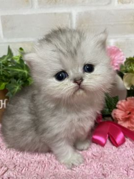 ペルシャ(チンチラ)【埼玉県・女の子・2019年10月5日・チンチラシルバー】の写真「とってもおっとりな女の子💕」