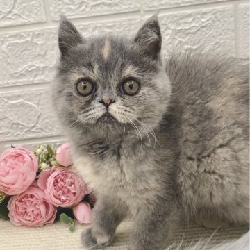 エキゾチックショートヘア【埼玉県・女の子・2023年5月30日・ブルークリーム】の写真「🌺とっても甘えたさんな子なんです🌺」