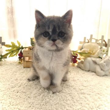 ブリティッシュショートヘア【埼玉県・女の子・2020年3月1日・ダイリュートキャリコ】の写真「穏やかな女の子💗」