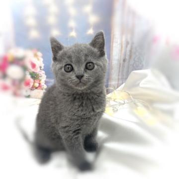ブリティッシュショートヘア【埼玉県・男の子・2022年7月10日・ブルー】の写真「♥️ほんわかしている子なんです♥️」